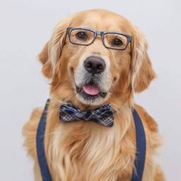 wayne.byrne on One Bite Pizza App