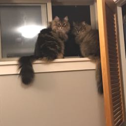 ben.blumenthal2 on One Bite Pizza App