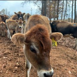 nathanial.walls on One Bite Pizza App