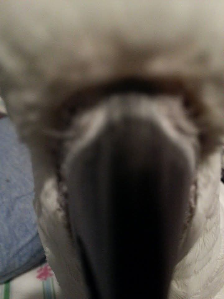 cole.ellison on One Bite Pizza App