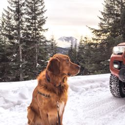 sugoistyle on One Bite Pizza App