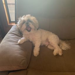 jeremyjace on One Bite Pizza App