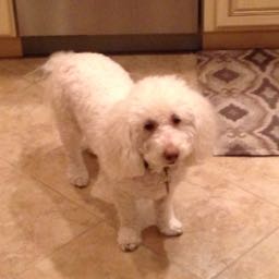 zbawduniak on One Bite Pizza App