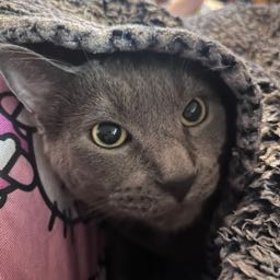 inclient on One Bite Pizza App