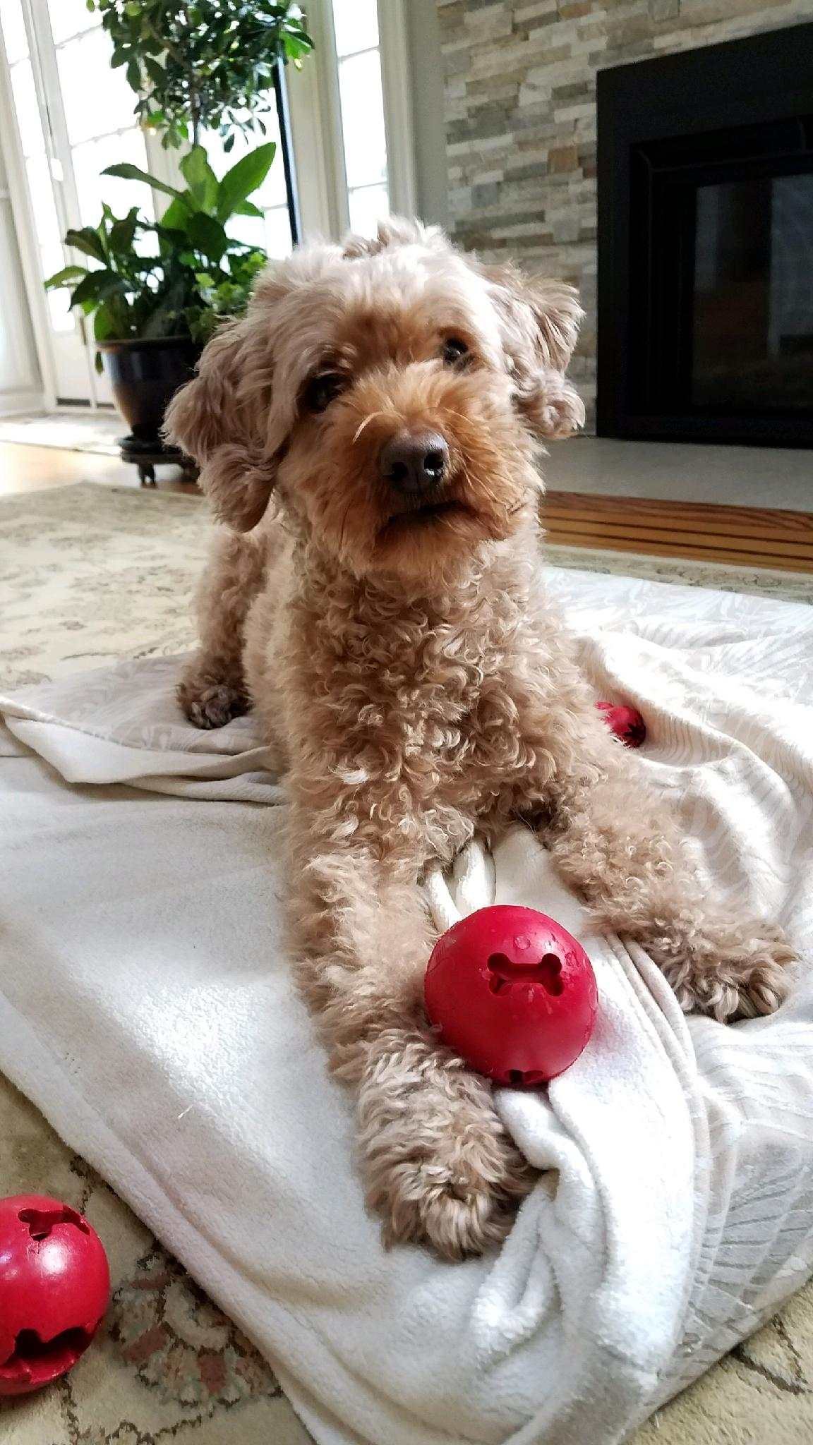 gaetan.mangano on One Bite Pizza App