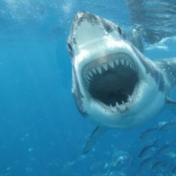 theshark11 on One Bite Pizza App