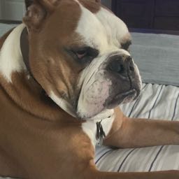 tim.sorrell jr on One Bite Pizza App