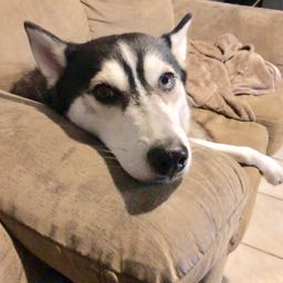 fatu94 on One Bite Pizza App