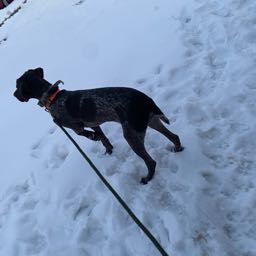 tyler.weaver4 on One Bite Pizza App