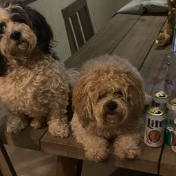 robs27 on One Bite Pizza App