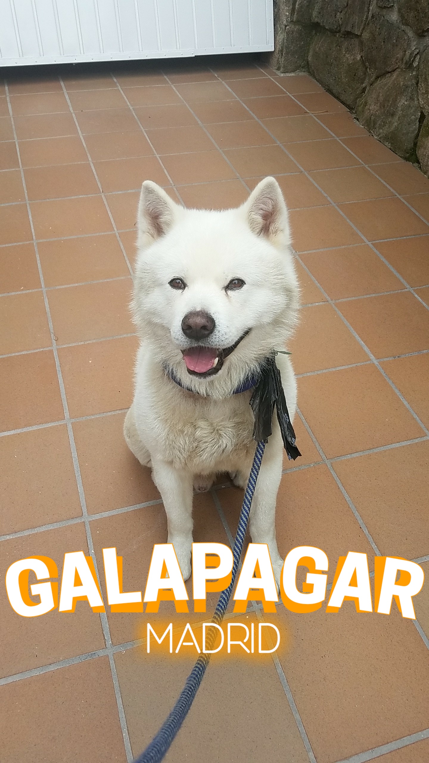 matt.cotte on One Bite Pizza App