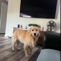 steven.muszynski on One Bite Pizza App