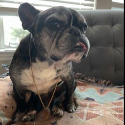 bryan.o’flynn on One Bite Pizza App