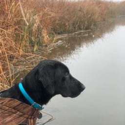 bjulian77 on One Bite Pizza App