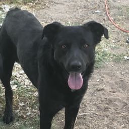 anthony.archibeque on One Bite Pizza App