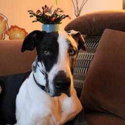 ryan.peterson17 on One Bite Pizza App