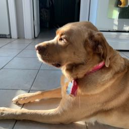 ohiopizza on One Bite Pizza App