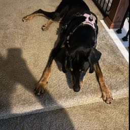 darnoc on One Bite Pizza App