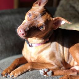 oliveoftheoil on One Bite Pizza App