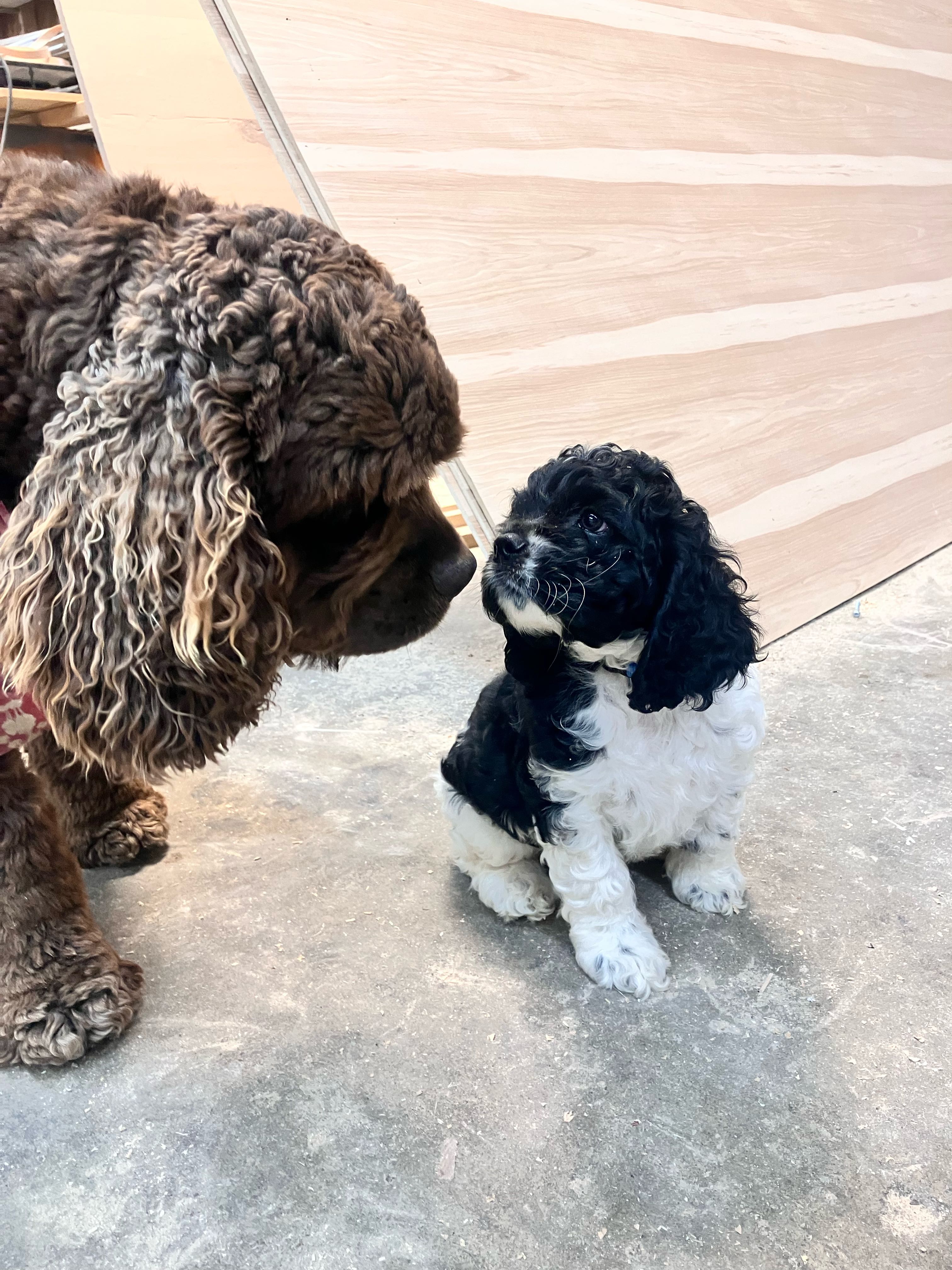 jordan.brubacher on One Bite Pizza App