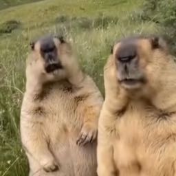 srewolf on One Bite Pizza App