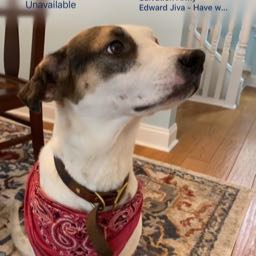 scott.stonestreet on One Bite Pizza App