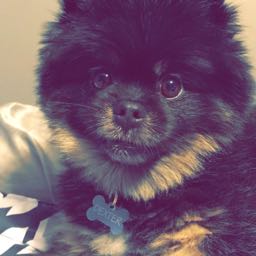 jumbopepsi on One Bite Pizza App