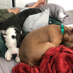 shurooq.saryoul on One Bite Pizza App