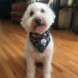 dorchar3050 on One Bite Pizza App