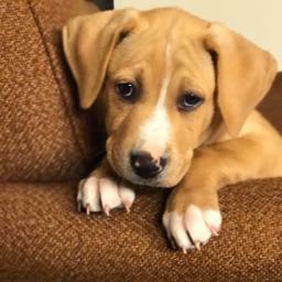 luis.krum on One Bite Pizza App