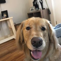 ryan.pepperell on One Bite Pizza App