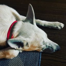 matt.chiaradia on One Bite Pizza App