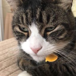 steve.dimario on One Bite Pizza App