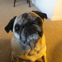 james.stew on One Bite Pizza App