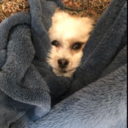 gimmepizzayumyum on One Bite Pizza App