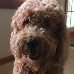 matthew.charbonneau on One Bite Pizza App