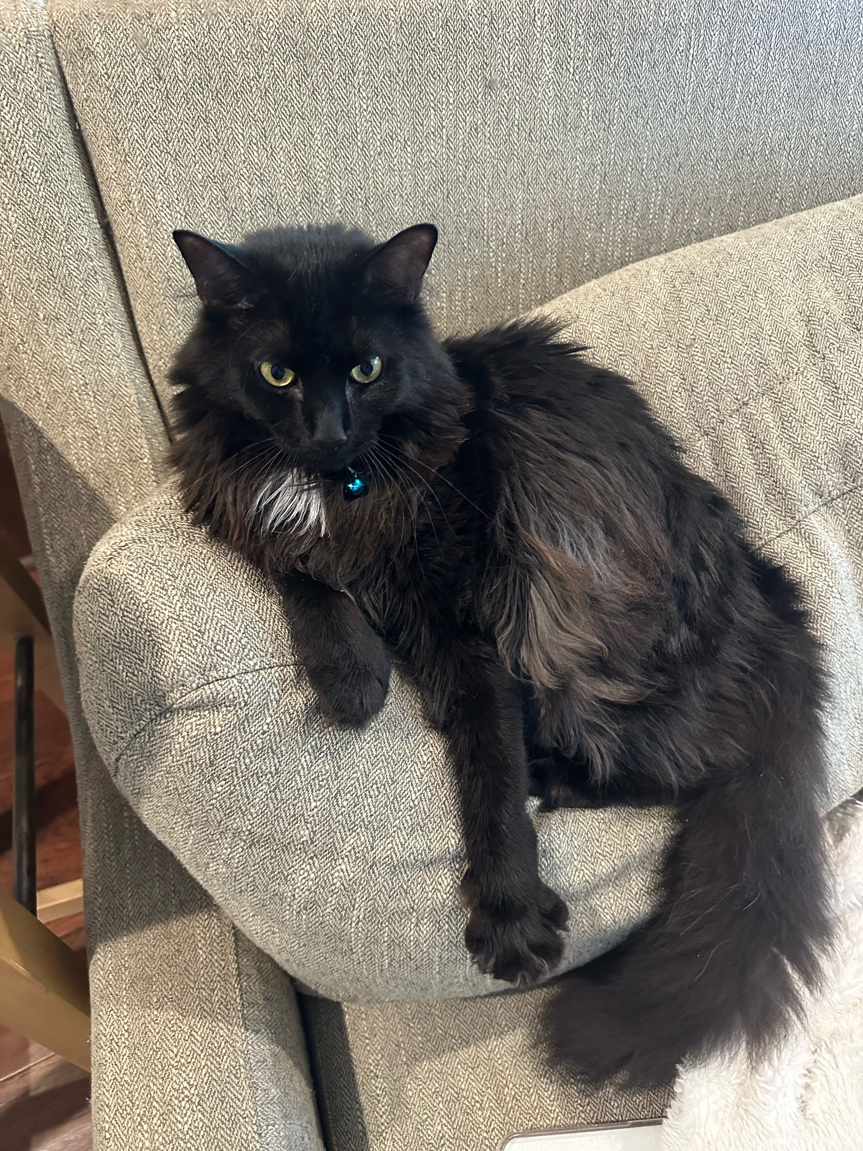 benbpizza on One Bite Pizza App