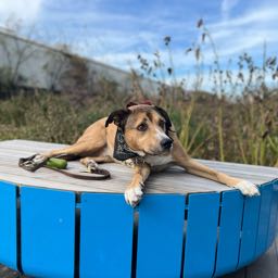 bub.t on One Bite Pizza App