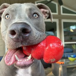 wyatt.kelly1 on One Bite Pizza App