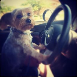 chris.terpay on One Bite Pizza App