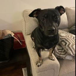 garrett.girouard on One Bite Pizza App