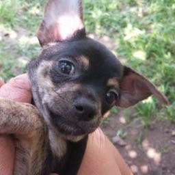 anthony.pisanelli on One Bite Pizza App