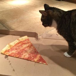 jeeves.sritharan on One Bite Pizza App