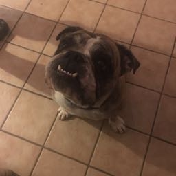 onebitebandito on One Bite Pizza App