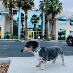 brittani.eidson on One Bite Pizza App