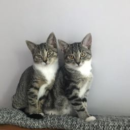 jeremie on One Bite Pizza App