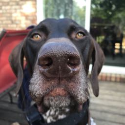 danielkarcher on One Bite Pizza App