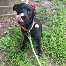 richard.choi on One Bite Pizza App