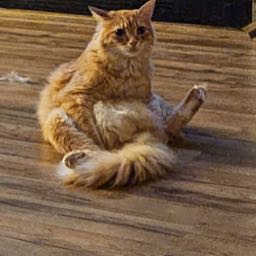 jordan.walker2 on One Bite Pizza App