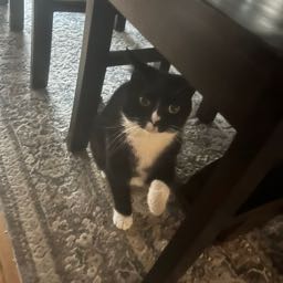 ava.m on One Bite Pizza App